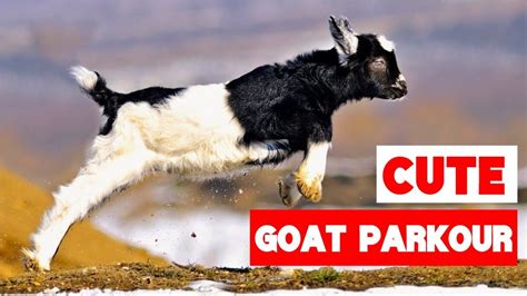 Cute Baby Goats Jumping