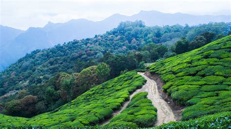 Tea Plantation In The Mountains With Paths In Morning Fog Munnar