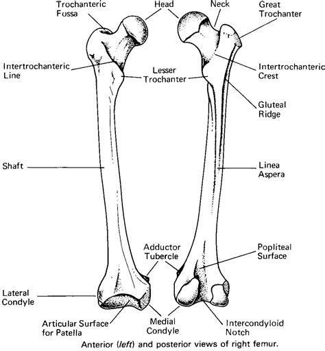 Bony landmarks of the femur - Basic | Anatomy, Diagnostic medical ...