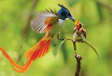 Gli Uccelli Del Paradiso Scheda Immagini Bellissime Foto E Video