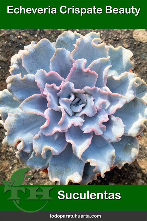 Echeveria Crispate Beauty Echeveria Succulents Beauty