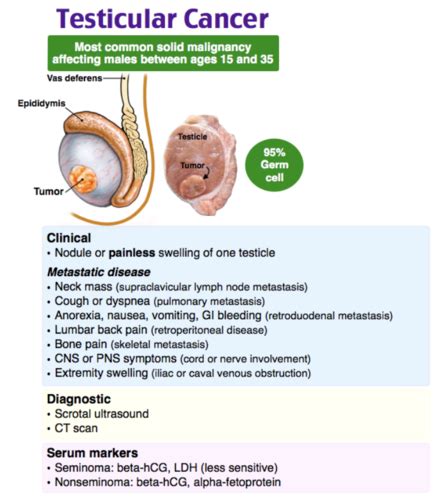 The First Sign Of Testicular Cancer Is Quizlet Cancer Oncology