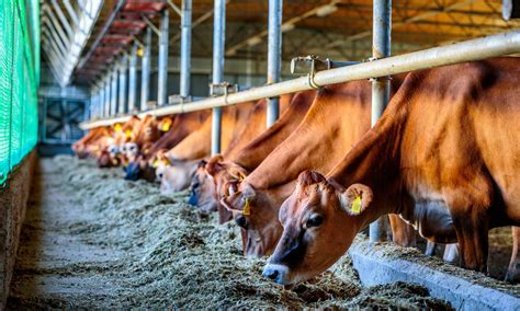 Animal Feed Food Standards Agency At Wayne Hansen Blog