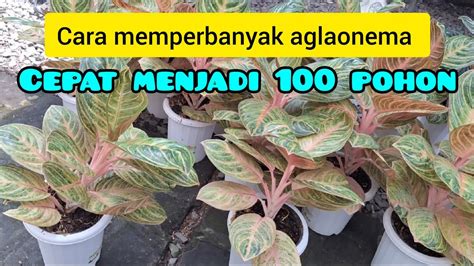 Cara Memperbanyak Aglaonema Cepat Menjadi 100 Pohon Aglaonema