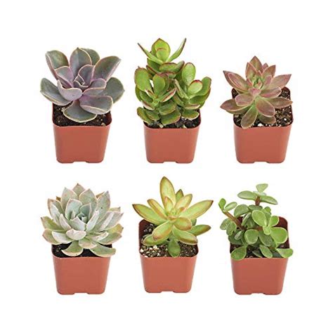 Shop Succulents Assorted Collection Of Live Succulent Plants Hand