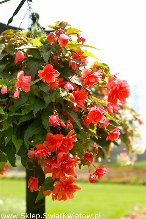 Begonia Zwisaj Ca Pomara Czowa Szt Sklep Wiat Kwiat W