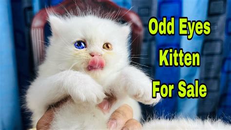 Odd Eyes Persian Kitten For Sale Persian Cat For Sale Persian Cat