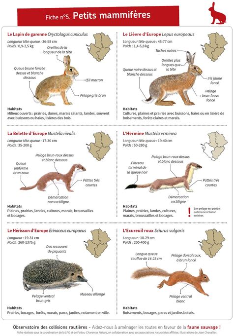 Fiche 5 petits mammifères faune charente maritime org