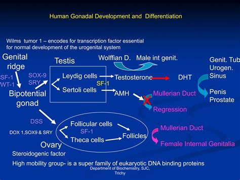 Sex Determination And Differentiationppt