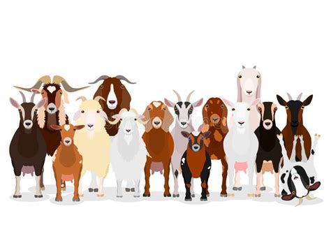 Collection Of The Various Vector Of Goats Stock Vector Illustration