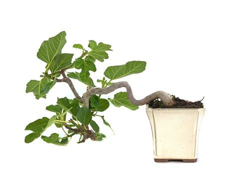 Bonsai Ficus Retusa Brycus