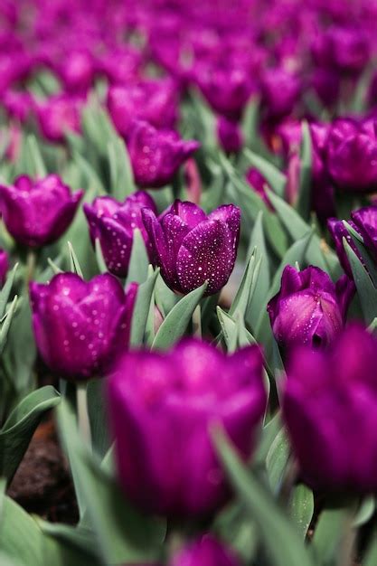 Premium Photo Field Of Purple Tulips