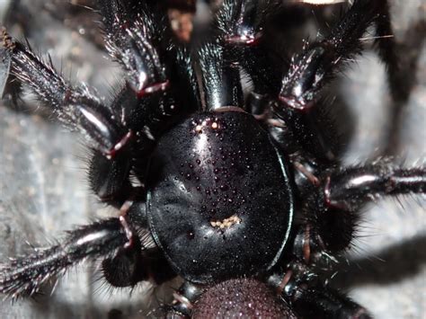 Atrax robustus - Faits, Alimentation, Habitat & Photos sur Animalia.bio