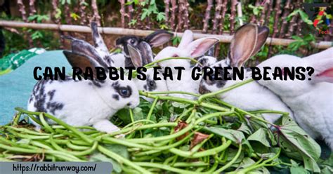 Can Rabbits Eat Green Beans Rabbitrunway