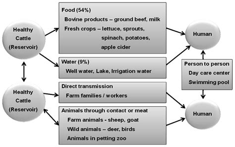 Transmission Of E Coli O157h7 Download Scientific Diagram