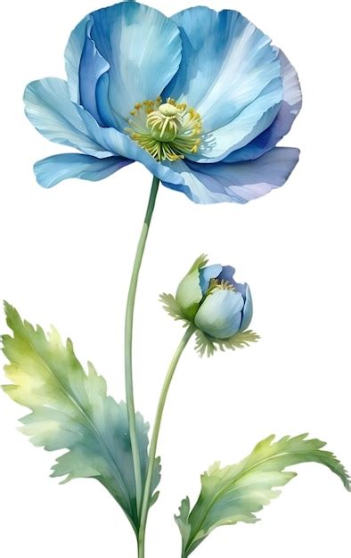 Premium PSD Watercolor Painting Of Himalayan Poppy Flower