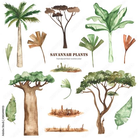 Savanna plants, palm trees, baobab, acacia, leaves, grass, dried ...