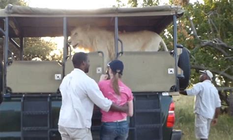 South African Lion Scares Students By Jumping Into Jeep