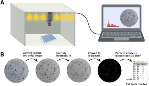 ELISpot Imaging Detection And Quantification Process A Spots Were