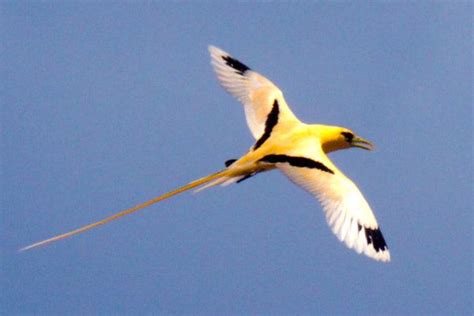 Golden Morph White Tailed Tropicbird Or Golden Bosun Phaethon Lepturus