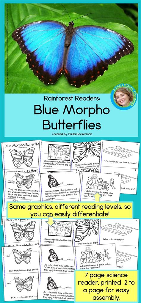 Fun facts about the blue morpho butterfly – Telegraph