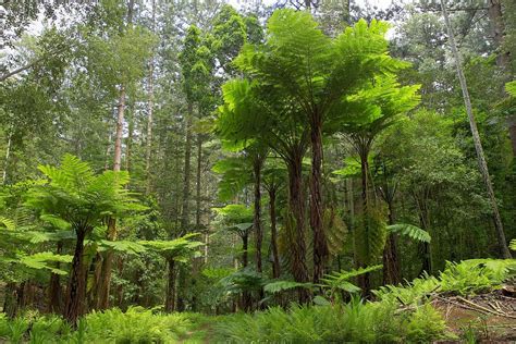 Norfolk Tree Fern Cyathea Brownii World Tallest Tree Fern Mapio Net