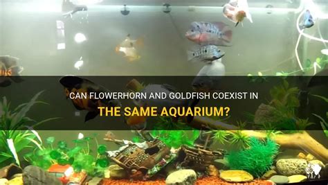 Can Flowerhorn And Goldfish Coexist In The Same Aquarium PetShun