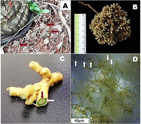 Frontiers Perspectives On Endosymbiosis In Coralloid Roots