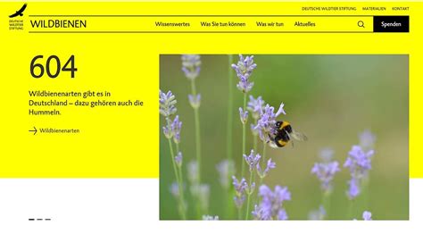 Wildbienen Hochbedroht Und Unverzichtbar Deutsche Wildtier Stiftung