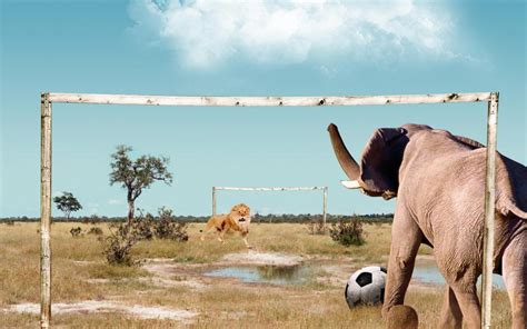 Elephant Vs Lion HD desktop wallpaper : Widescreen : High Definition ...