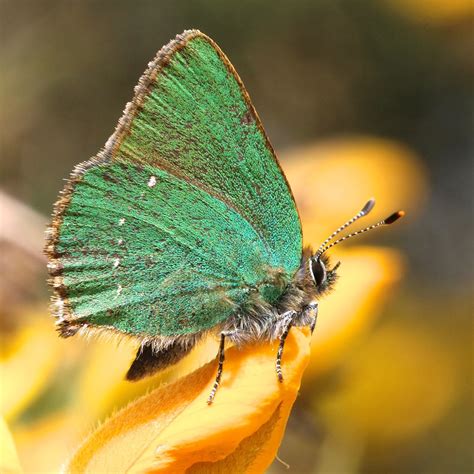 TrogTrogBlog: Green hairstreak butterfly