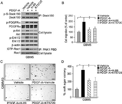 Pka Is Required For Pdgfr A Associated Gbm Cell Migration And Colony