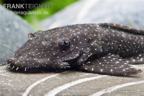 Blue Medusa Pleco LDA 74 Ancistrus Macrophthalmus Tiere Zierfische