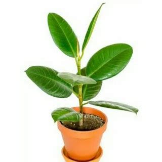 Jual Tanaman Indoor Karet Kebo Ficus Elastica Beringin Karet Kebo