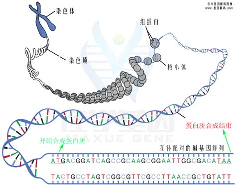 检测产品 全部产品 检测解码列表佳学基因官网：基因检测 基因解码 遗传病 肿瘤靶向药 阻断 北京 公司