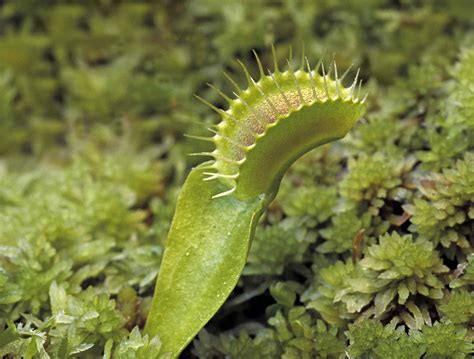 Learn About 12 Carnivorous Plants That Feast on Animals