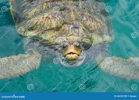 Smiling Turtle Stock Photo Image Of Farm Floating Cayman 66245788