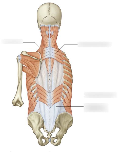 Serratus Posterior Muscles Diagram Diagram Quizlet