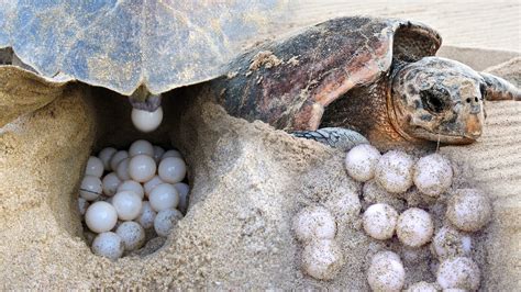 Sea Turtle Laying Eggs On Beach At Night Youtube