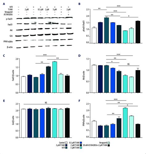 A F Western Blot Analysis Of Foxo Signaling Pathway Akt Foxo