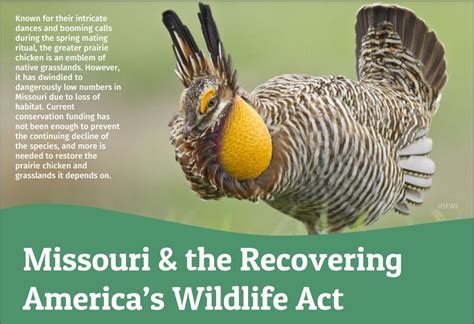 Recovering Americas Wildlife Act Contact Your Representatives