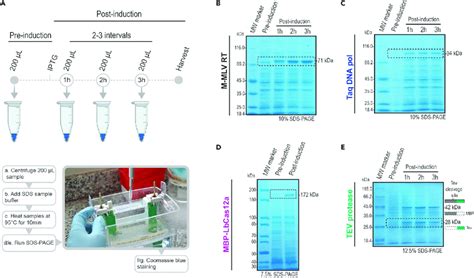 Analysis Of Protein Expression By Sds Page A The Workflow Shows The Download Scientific