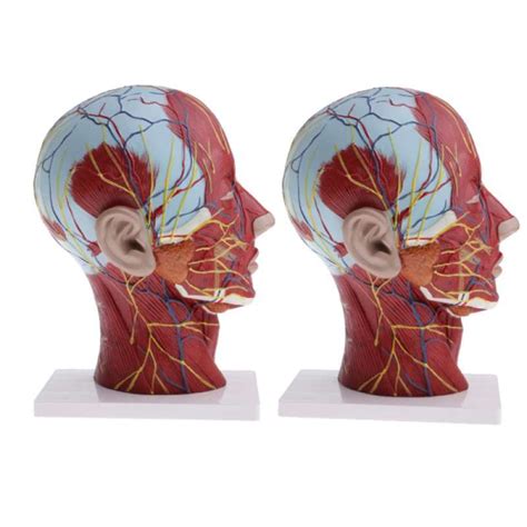 Jual Pcs Sagittal Plane Human Head Skeleton Neck Vessel Nerve