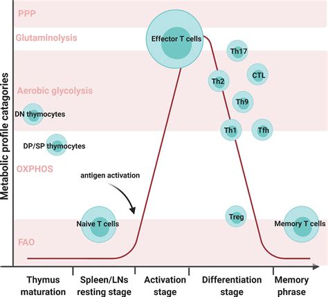 Frontiers Metabolic Reprogramming And Reactive Oxygen Species In T