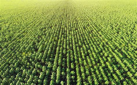 Agriculture Green Plantation - Stock Photos | Motion Array