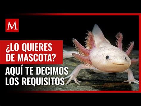 Descubre Si Es Posible Tener Un Ajolote Como Mascota En Espa A Todo Lo