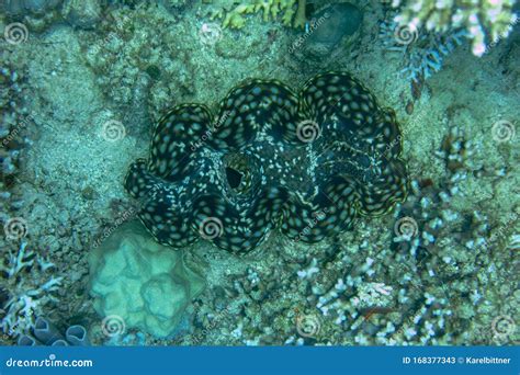 Tridacna Gigas Sat In Clear Blue Water On Coral Reef Giant Clams Are