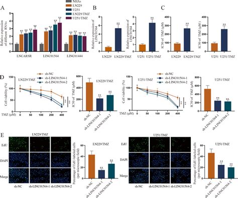 Linc01564 Promotes Tmz Resistance Of Glioma Cells A Qrt Pcr Detected