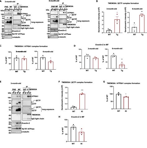 figure   lipid flippase dysfunction   therapeutic target