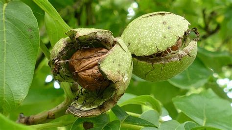 Free stock photo: Walnuts, Walnut, Tree Nut, Eat - Free Image on ...